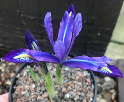 Iris histrioides var sophenensis 